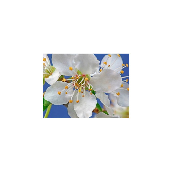 Five Flower Spray 