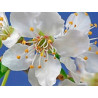 Five Flower Spray 
