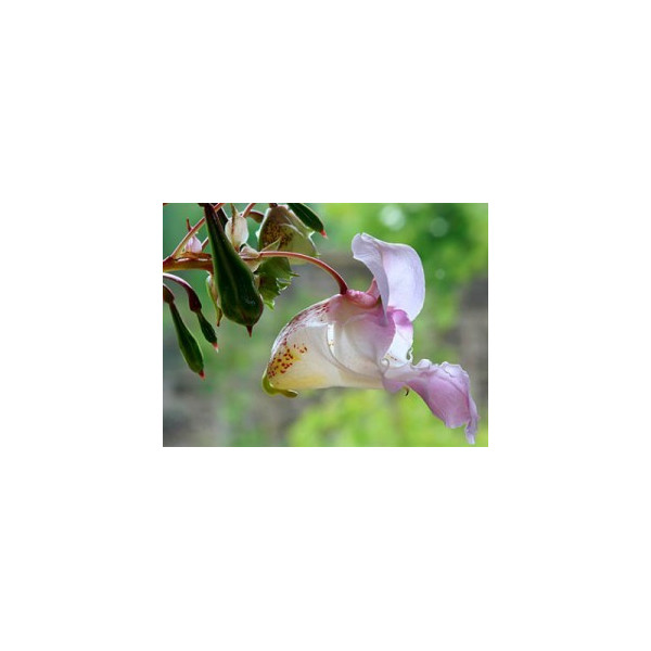 Five Flower Spray 