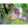Five Flower Spray 