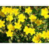 Five Flower Spray 