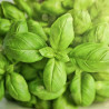 Βιολογικό Αιθέριο Έλαιο Βασιλικός | Basil Essential Oil Org. | 5ml