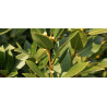 Βιολογικό Αιθέριο Έλαιο Δάφνη | Bay Laurel Essential Oil Org. | 10ml