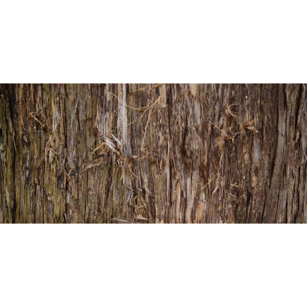 Βιολογικό Αιθέριο Έλαιο Κέδρος | Cedar wood Essential Oil Org. | 10ml