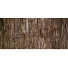 Βιολογικό Αιθέριο Έλαιο Κέδρος | Cedar wood Essential Oil Org. | 10ml