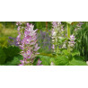 Βιολογικό Αιθέριο Έλαιο Ιεροβότανο | Clary Sage Essential Oil Org. | 10ml