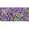 Βιολογικό Αιθέριο Έλαιο Λέβαντα | Lavender Essential Oil Org. | 10ml