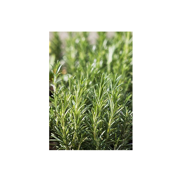 Βιολογικό Αιθέριο Έλαιο Δενδρολίβανο | Rosemary Essential Oil Org. | 10ml