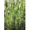 Βιολογικό Αιθέριο Έλαιο Δενδρολίβανο | Rosemary Essential Oil Org. | 10ml