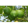 Βιολογικό Αιθέριο Έλαιο Λάϊμ | Lime Essential Oil Org. | 10ml