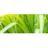 Βιολογικό Αιθέριο Έλαιο Λεμονόχορτο | Lemongrass Essential Oil Org. | 10ml