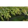 Βιολογικό Αιθέριο Έλαιο Κυπαρίσσι | Cypress Essential Oil Org. | 10ml