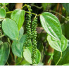 Βιολογικό Αιθέριο Έλαιο Μαύρο Πιπέρι | Black Pepper Essential Oil Org. | 10ml