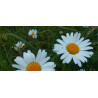 Βιολογικό Αιθέριο Έλαιο Χαμομήλι | Chamomile Roman Essential Oil Org. | 5ml