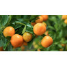 Βιολογικό Αιθέριο Έλαιο Μανταρίνι | Mandarin Essential Oil Org. | 10ml