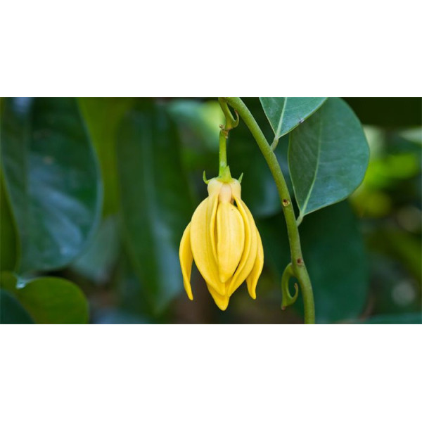 Βιολογικό Αιθέριο Έλαιο Υλάνγκ Υλάνγκ | Ylang Ylang  Essential Oil Org. | 10ml
