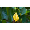 Βιολογικό Αιθέριο Έλαιο Υλάνγκ Υλάνγκ | Ylang Ylang  Essential Oil Org. | 10ml
