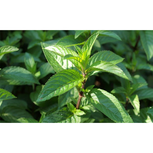 Βιολογικό Αιθέριο Έλαιο Μέντα | Peppermint Essential Oil Org. | 10ml