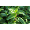 Βιολογικό Αιθέριο Έλαιο Μέντα | Peppermint Essential Oil Org. | 10ml