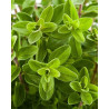 Βιολογικό Αιθέριο Έλαιο Ματζουράνα | Margoram Essential Oil Org. | 10ml