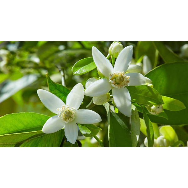 Βιολογικό Αιθέριο Έλαιο Νερόλι | Neroli Essential Oil Org. | 2.5ml