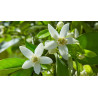 Βιολογικό Αιθέριο Έλαιο Νερόλι | Neroli Essential Oil Org. | 2.5ml