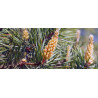 Βιολογικό Αιθέριο Έλαιο Πεύκο | Pine Essential Oil Org. | 10ml