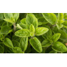 Βιολογικό Αιθέριο Έλαιο Ρίγανης | Origano Essential Oil Org. | 10ml