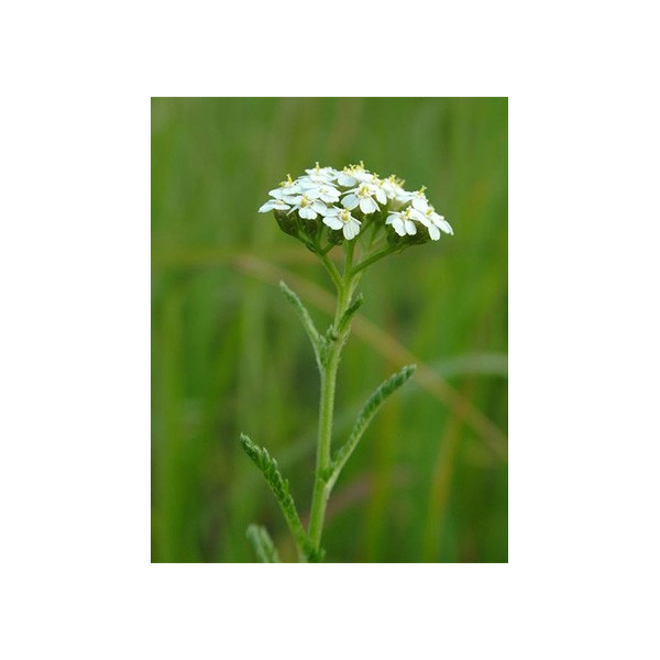 Βιολογικό Αιθέριο Έλαιο Αχιλλέα | Yarrow Essential Oil Org. | 5ml