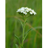 Βιολογικό Αιθέριο Έλαιο Αχιλλέα | Yarrow Essential Oil Org. | 5ml
