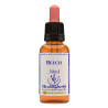 Beech 30ml