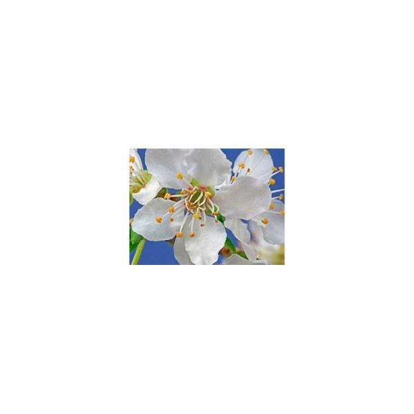 Ιαμα ∆ιάσωσης | 5 flower Rescue Remedy 30ml