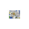 Ιαμα ∆ιάσωσης | 5 flower Rescue Remedy 30ml