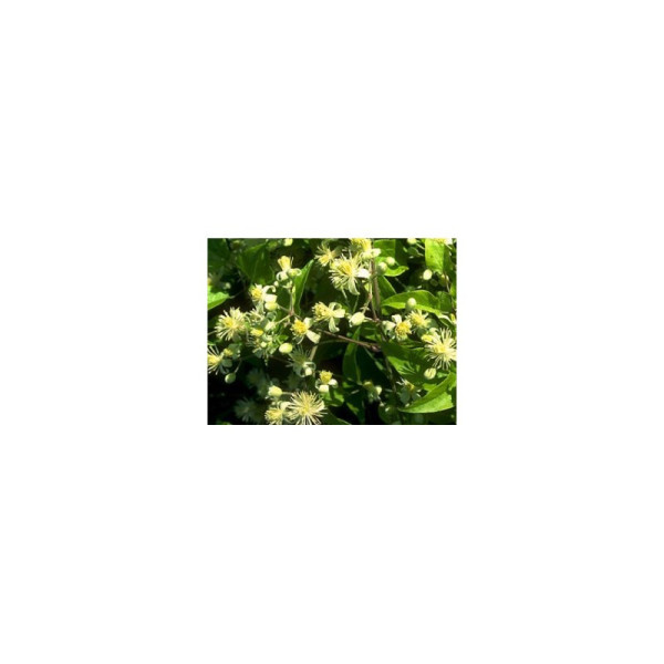 Ιαμα ∆ιάσωσης | 5 flower Rescue Remedy 30ml