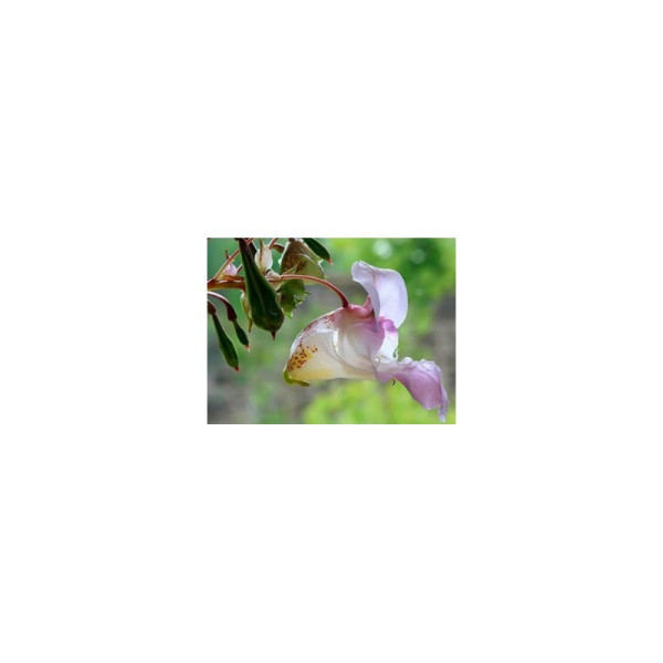 Ιαμα ∆ιάσωσης | 5 flower Rescue Remedy 30ml